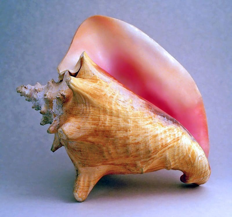Conch_shell
